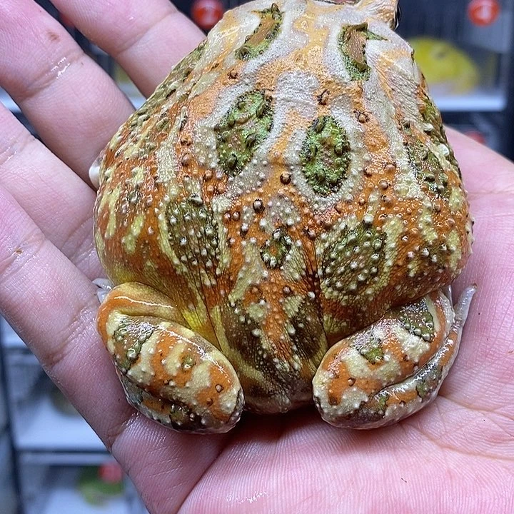 角蛙恭喜发财大吉大利