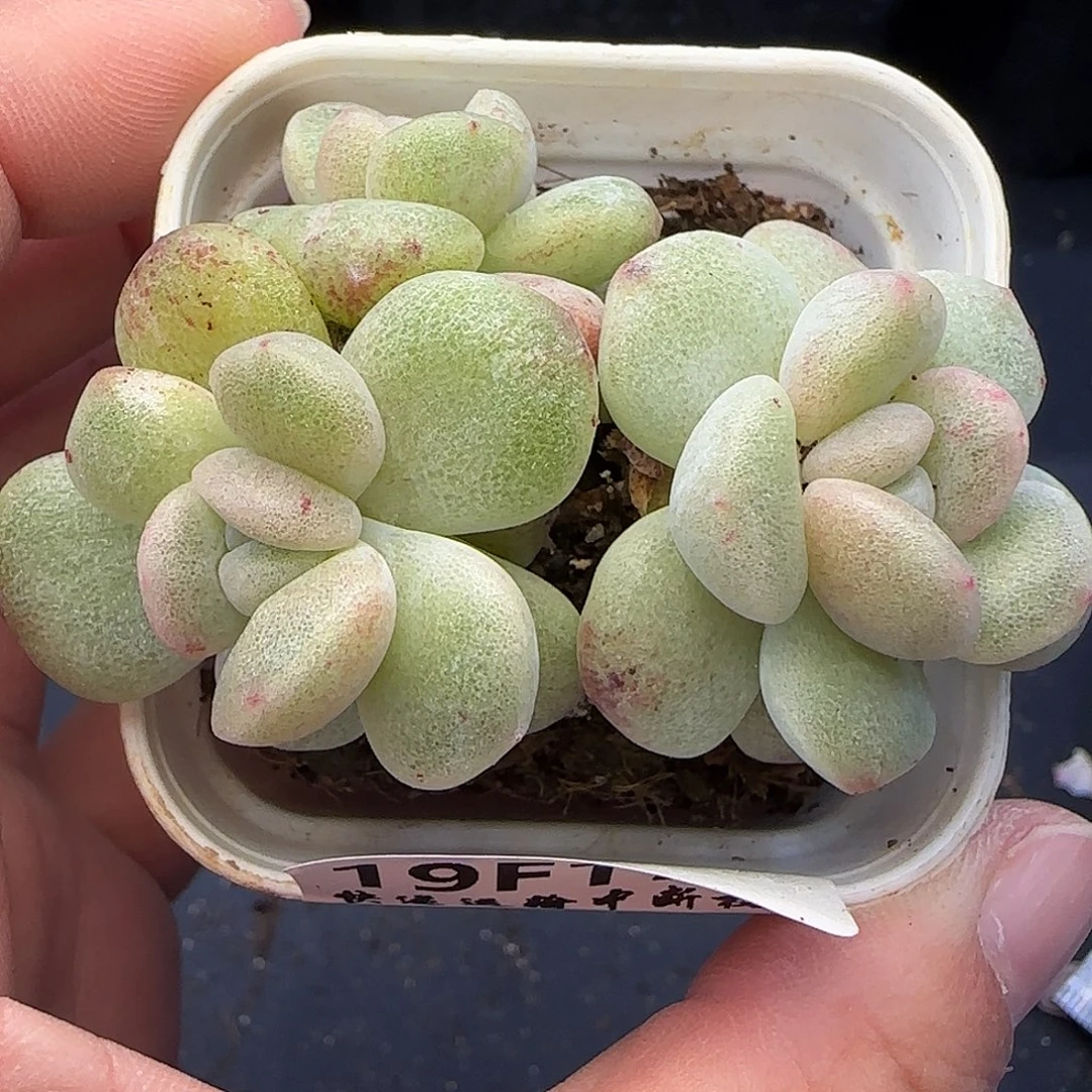 【满29包邮非偏远】172石化冰玉三头