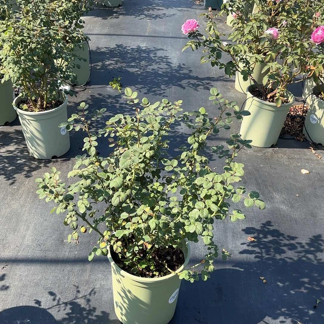 干***滑瑞典女王3加仑扦插