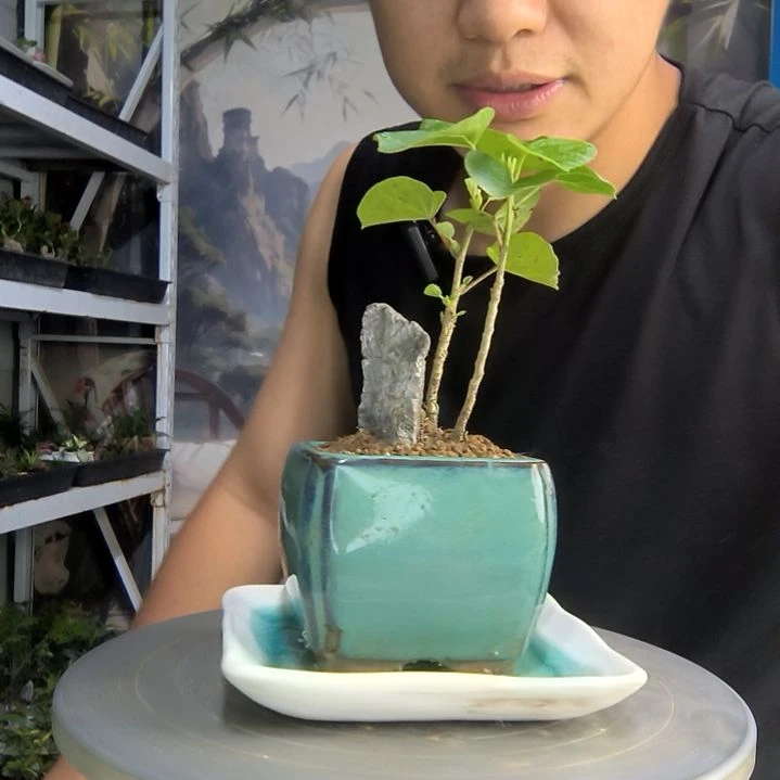 岁***?中青园艺一物一拍31