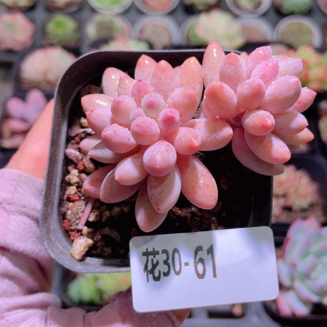 花利美30-61婴儿手指
