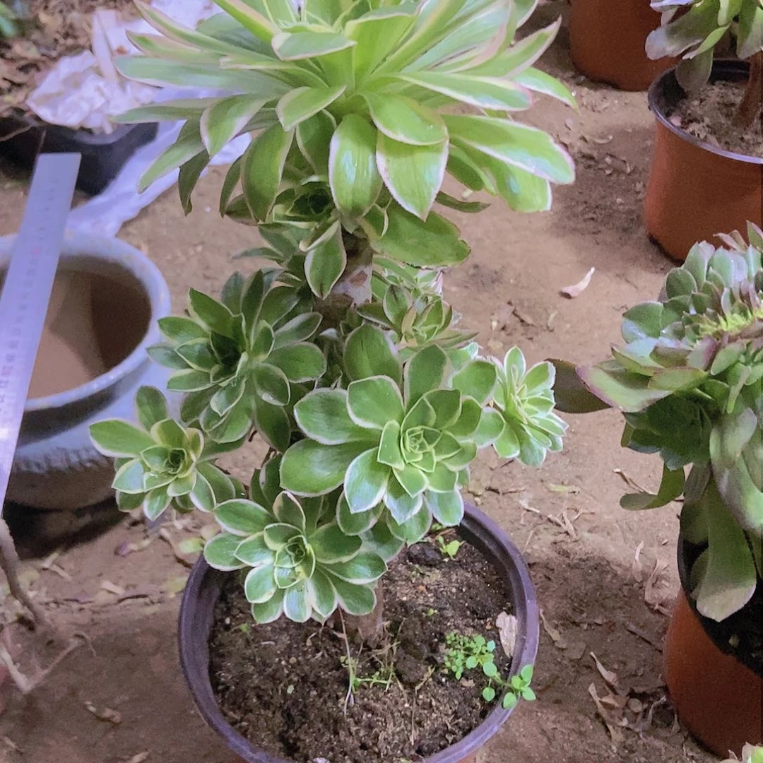 321大叶绿玫瑰锦老庄