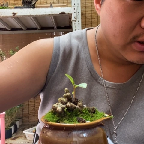 红陶一物一拍所见即所得297