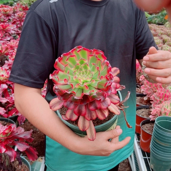 舞天姬大单头多肉法师