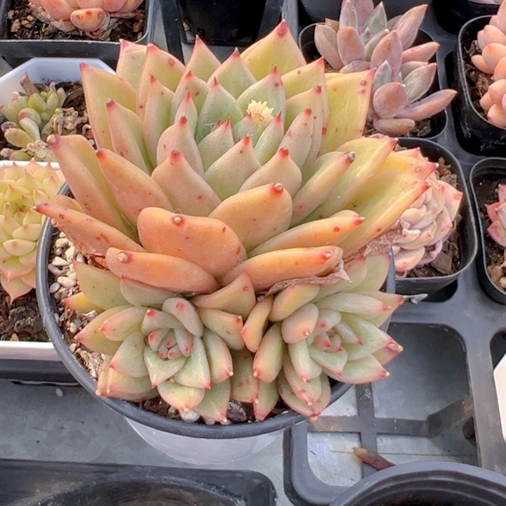 蔷薇玛利亚【一物一拍】两单包邮