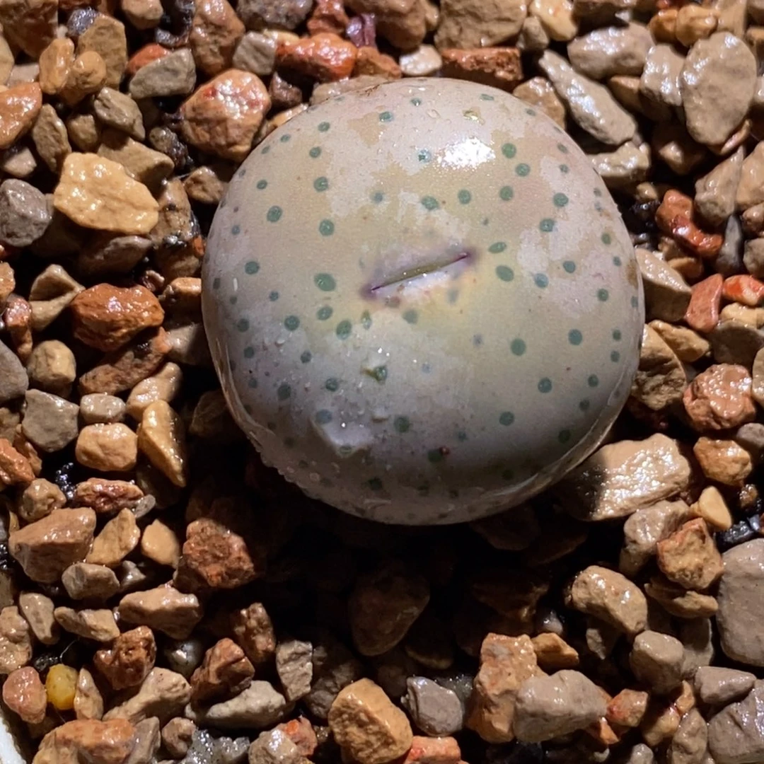 2.0厘米大型奶嘴2厘米