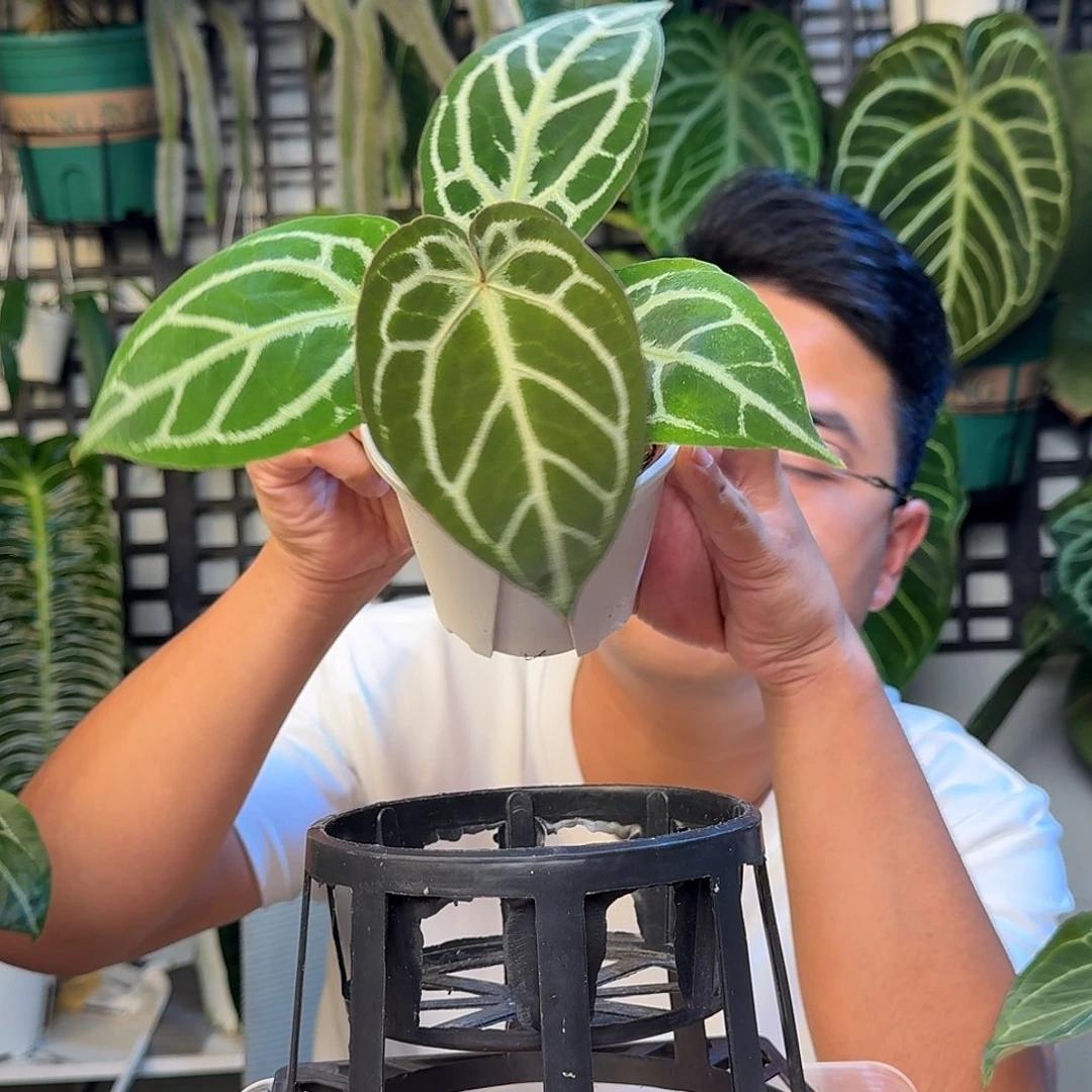 无花朵阿*一物一拍E100