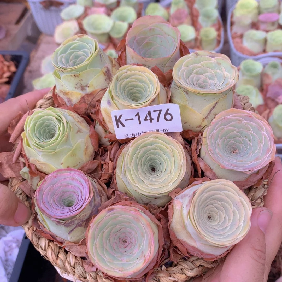 9颗1476带篮子水蜜桃