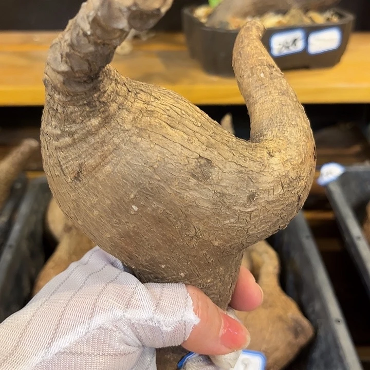 汤圆植物奇艺油柑10