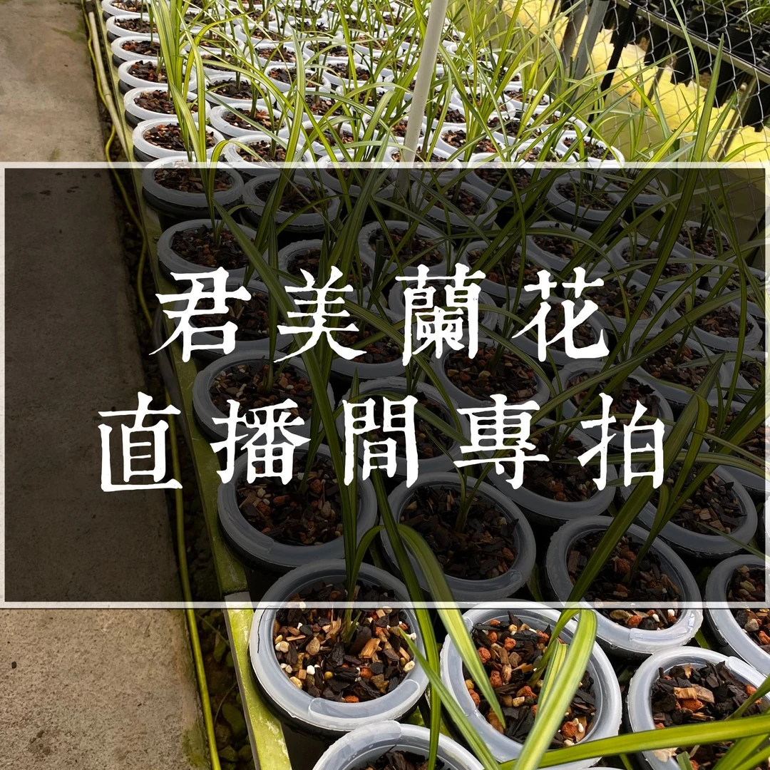 君美兰花直播间专拍