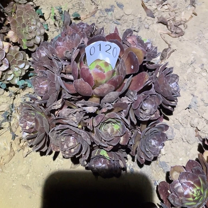 多肉植物法师120黑寡妇