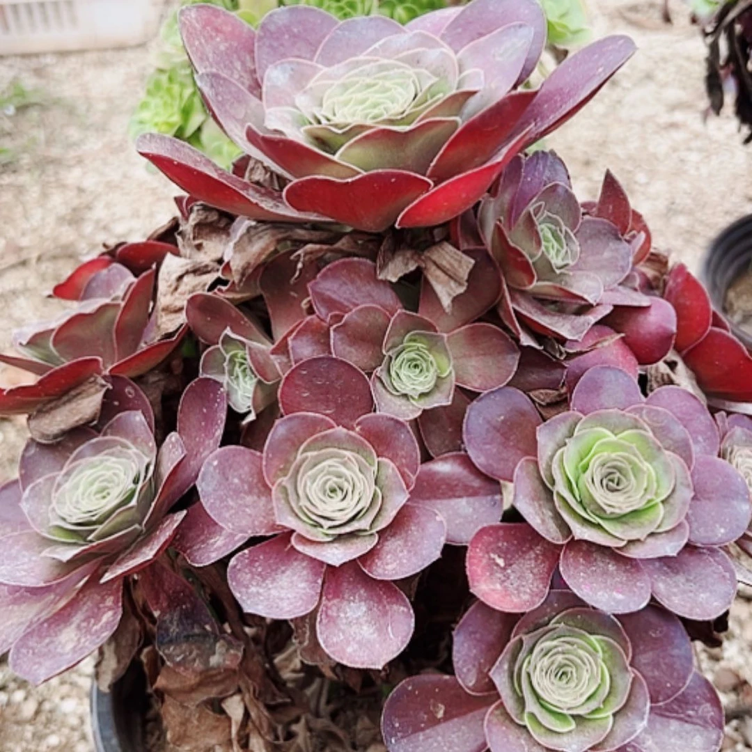 【闪购商品】无花朵杨*姐5号玫金玫瑰，粉粹琉璃
