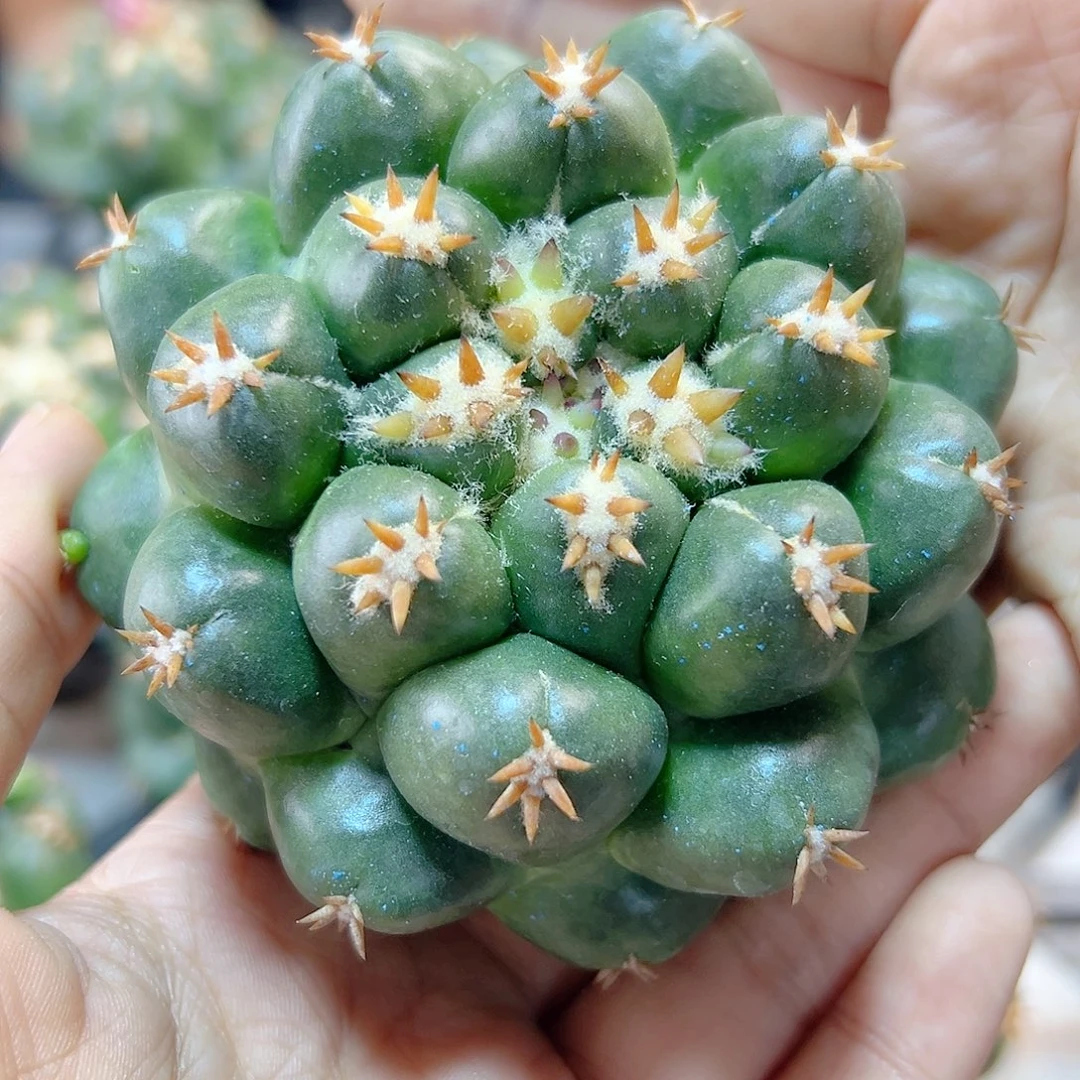 短豪刺獠牙无根含刺8.5公分晒太阳