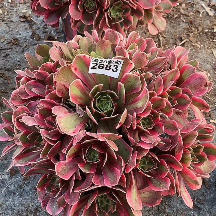 2683 一颗女神法师