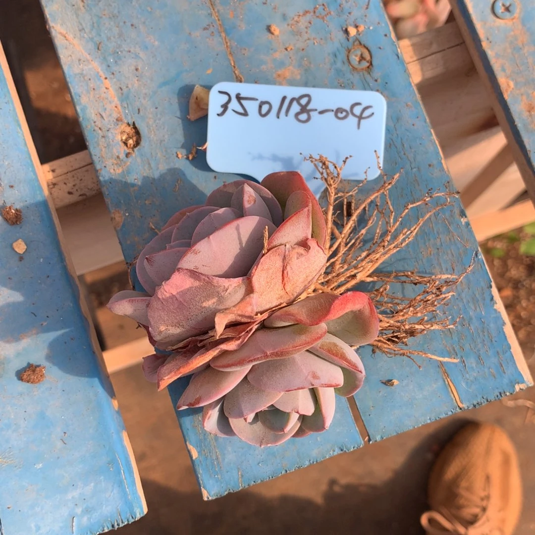 ?*350118-04布鲁兰