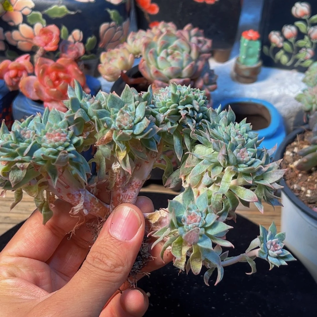 z****新年快乐 新年快乐