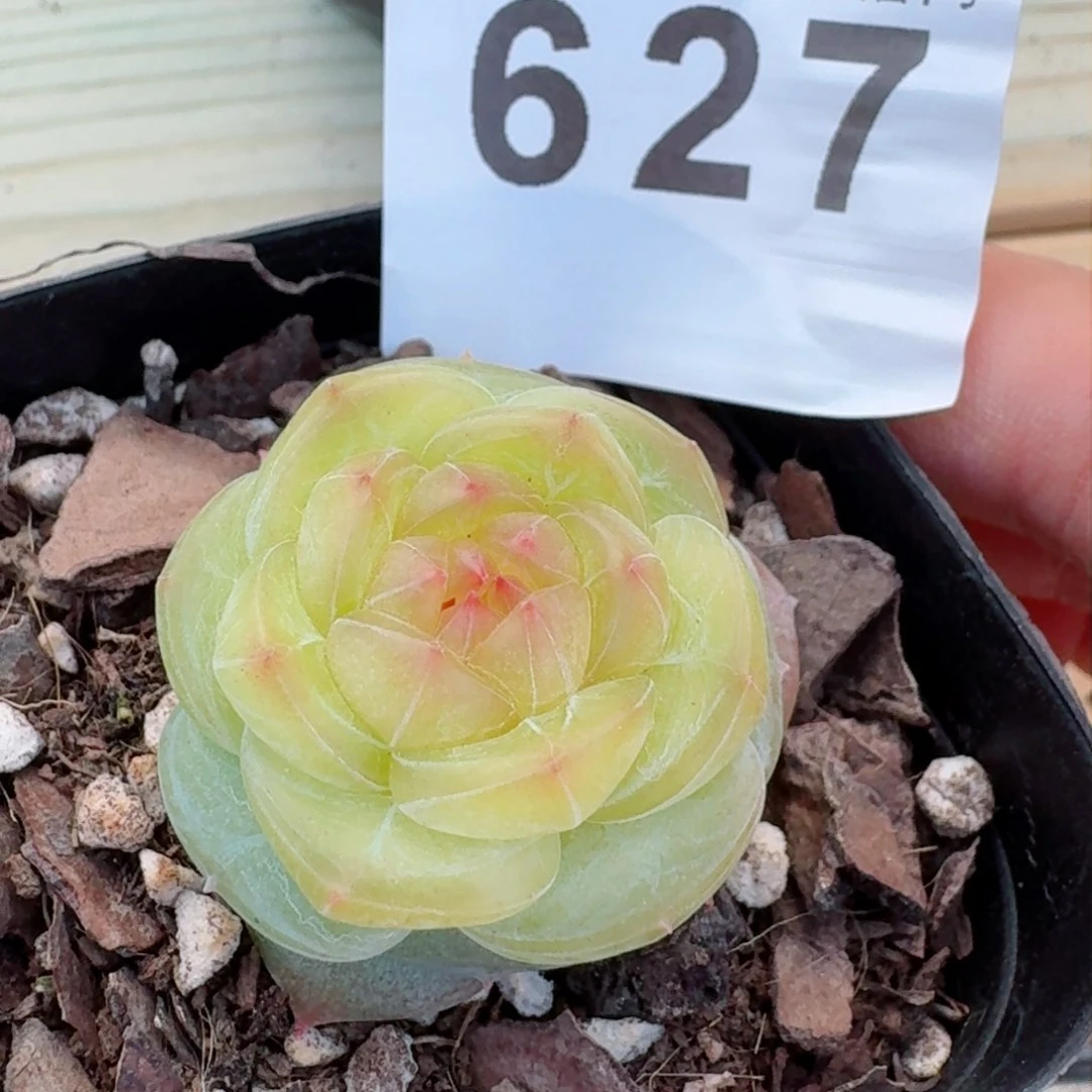 s*v小家碧玉         精品多肉