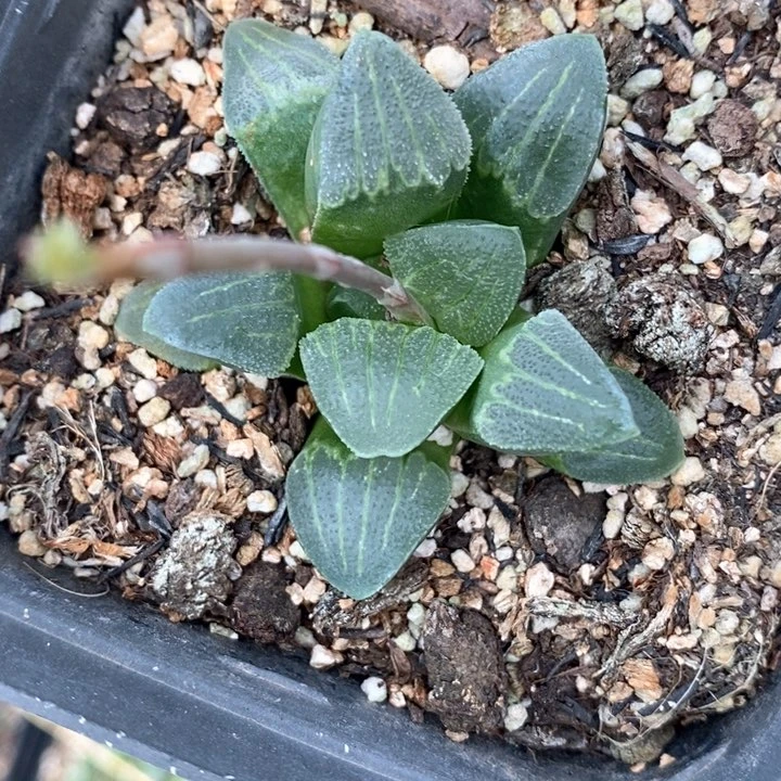 ?**虎2119 一颗福利。