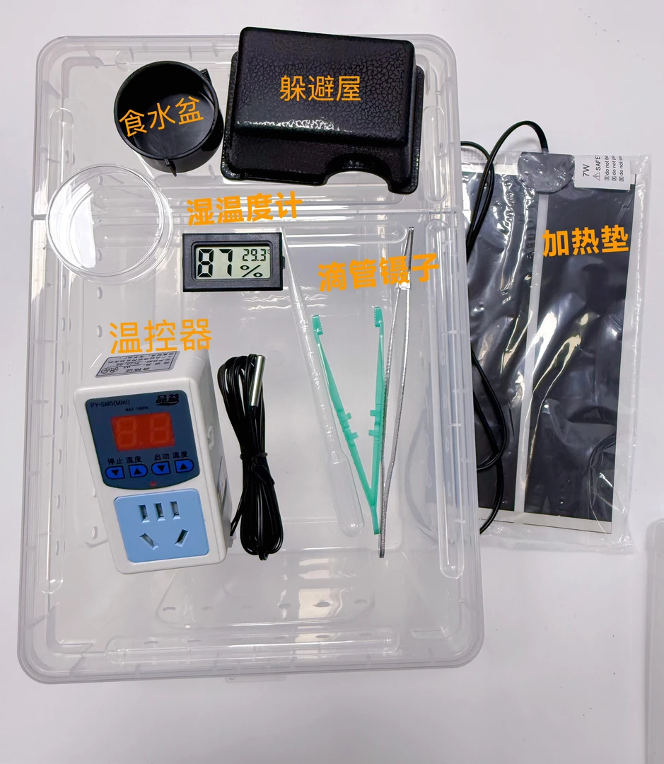 进阶版之带温控器豹纹守宫新手爬宠饲养套餐