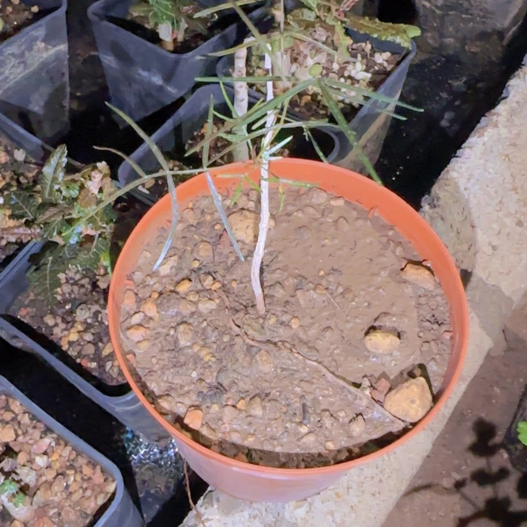 碟*块根植物块根块根