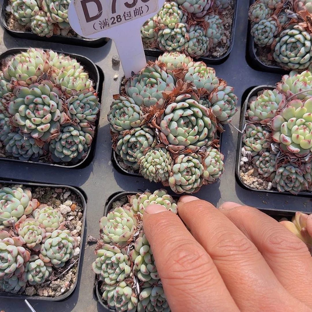D759小红衣缀一物一拍