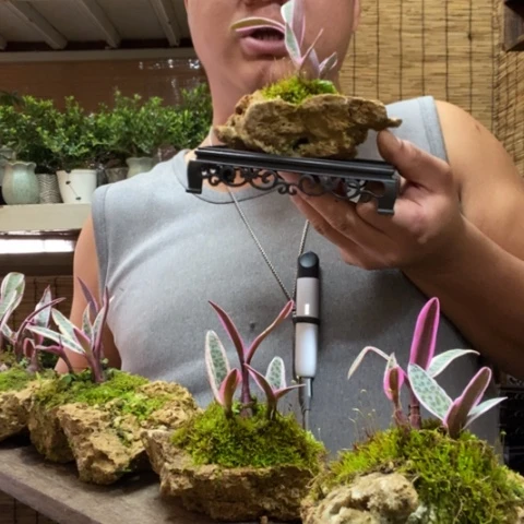 红陶长托油点百合一个