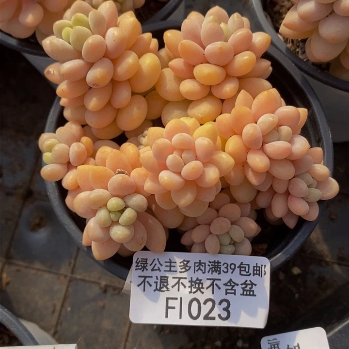 洛可可7cm1023多肉植物