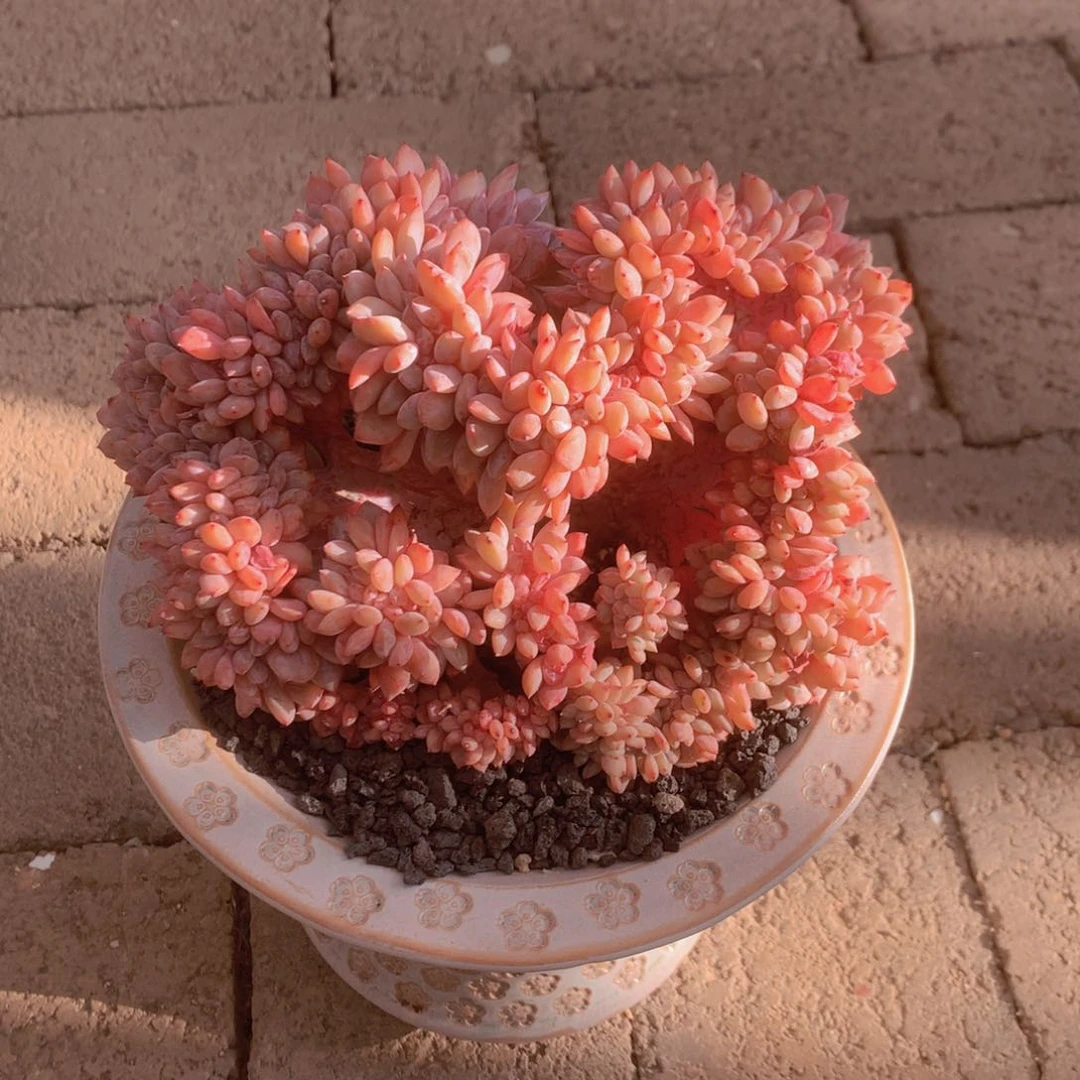 安之若素精品多肉