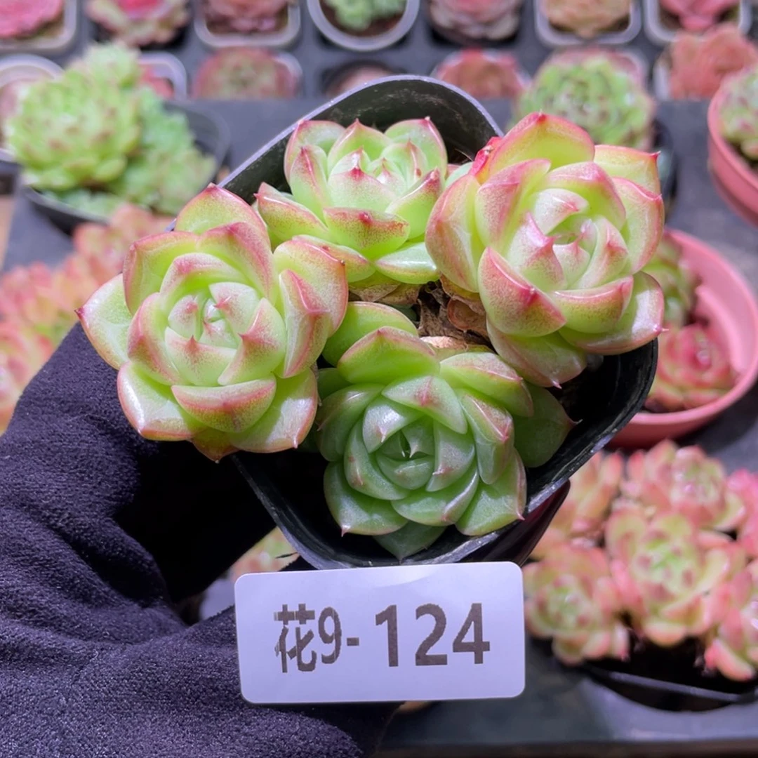 花利美9-124麦秆群