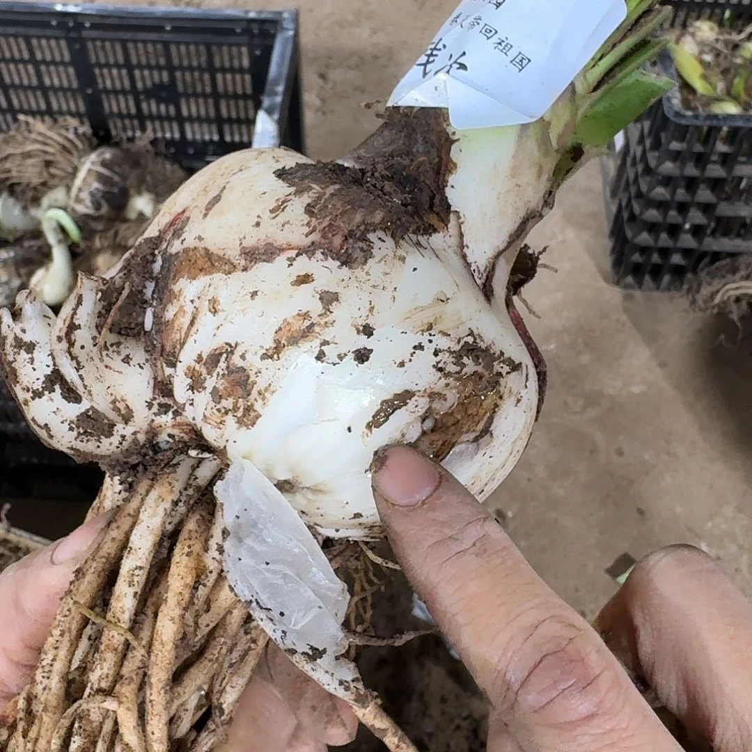 阿黛尔8+残次开花球不包养护