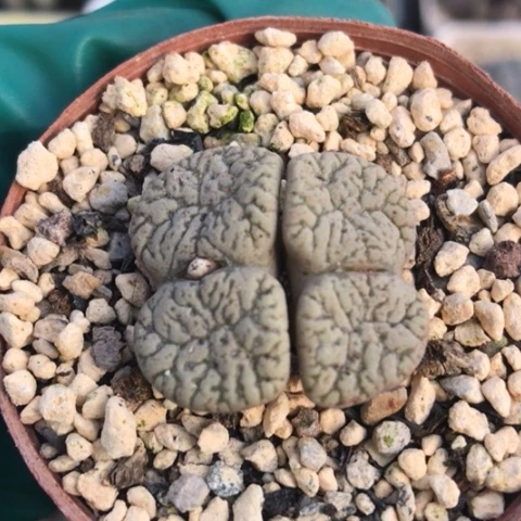 多肉肉锥 鸟哈尼