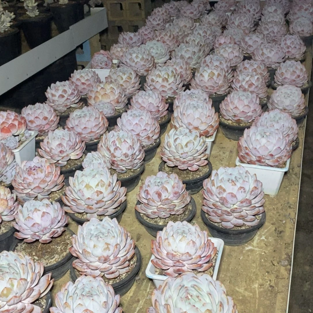 啊军喵多肉单双10元38包邮