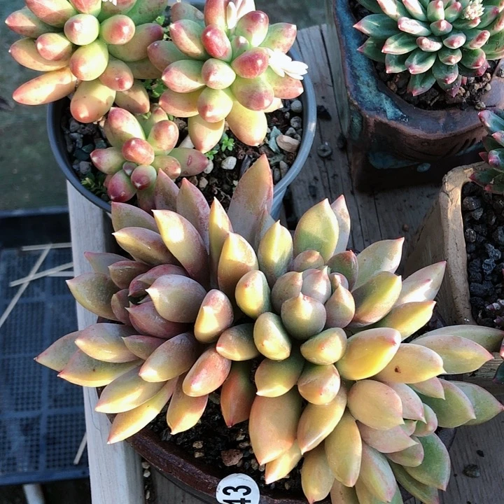 【闪购商品】付士坤两个