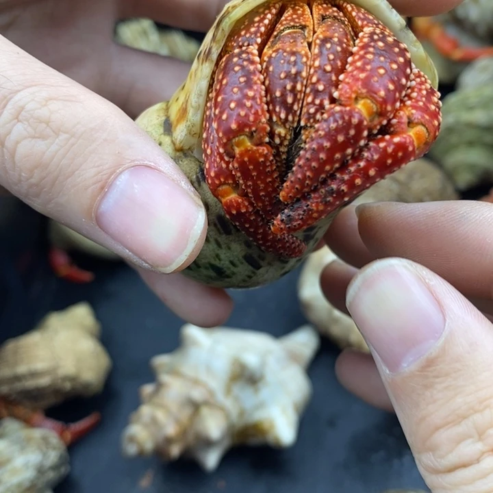 3.7口通体牛血红斐济草莓