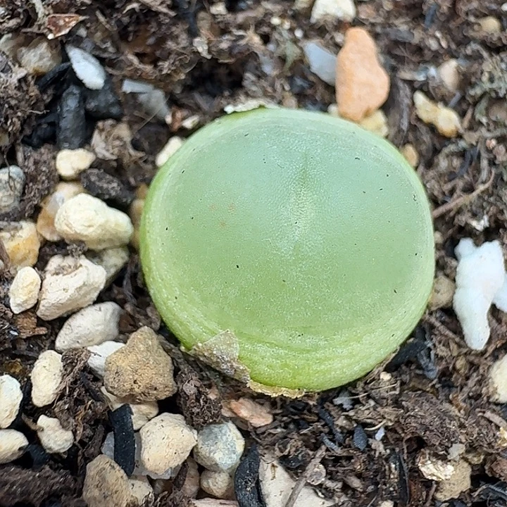 老马生石花1.4拉登2143