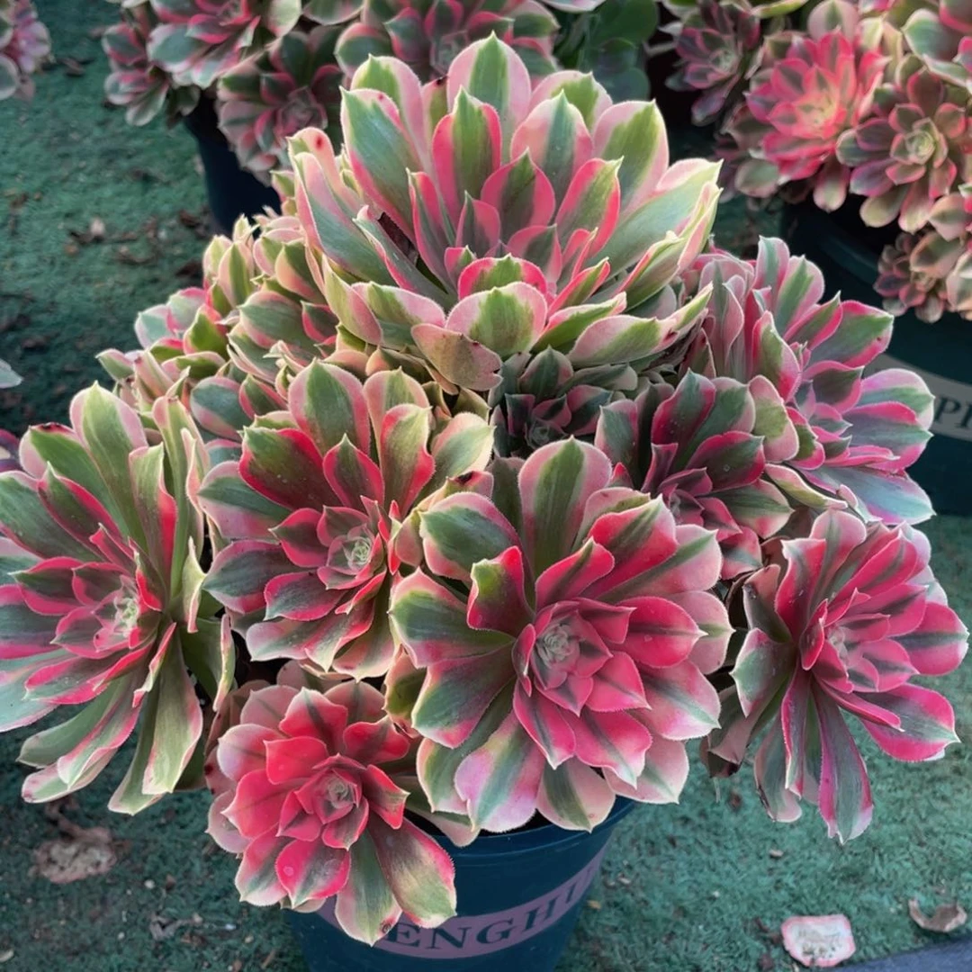 时**好888初恋粉玫瑰精品法师老桩