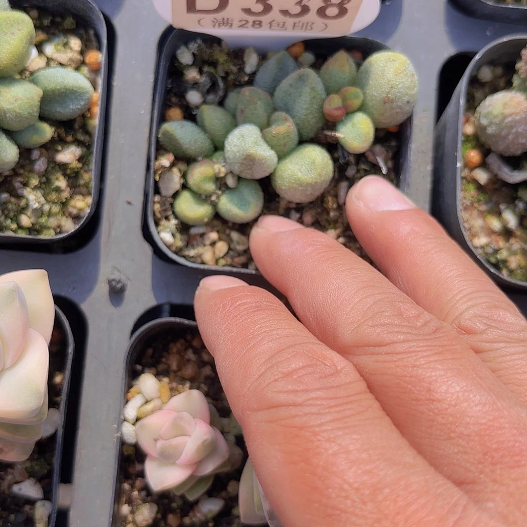 D338绿水泡一物一拍