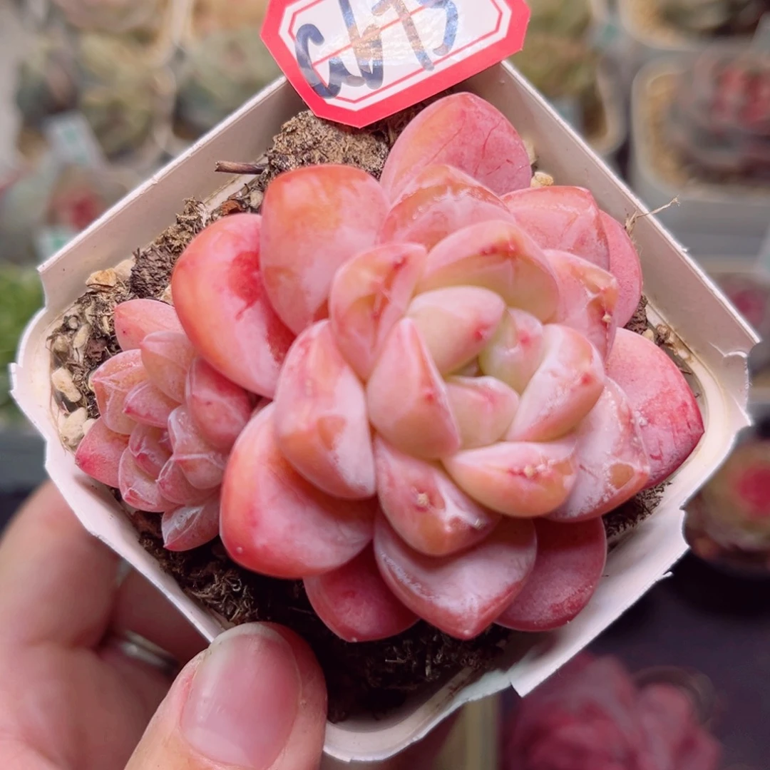 G675一物一拍 太妃糖