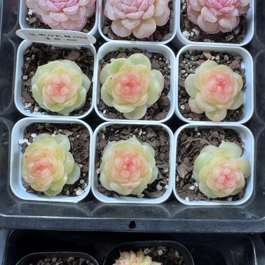 0102-100-0追月一颗量拍