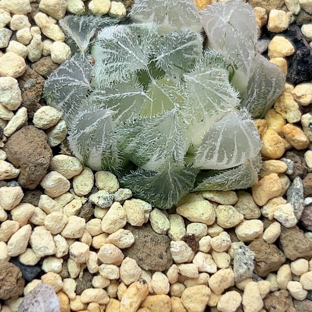 毛玉露锦十二卷多肉