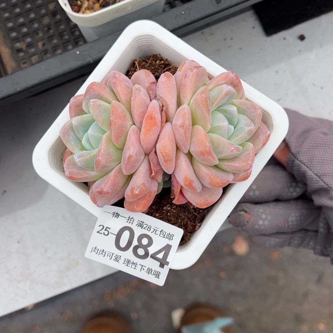 冰玉多肉多肉多肉多