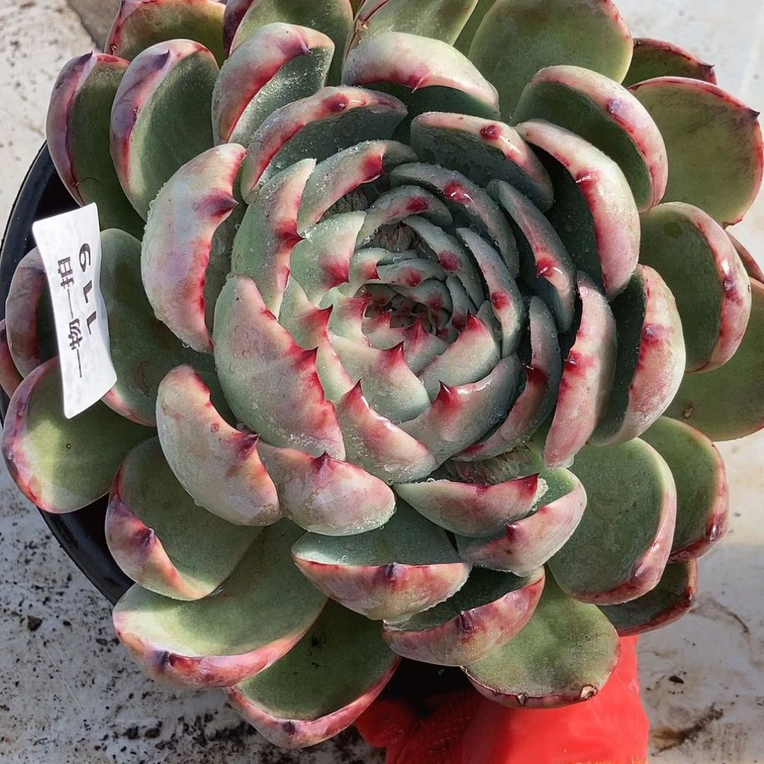 119 一物一拍不退不换