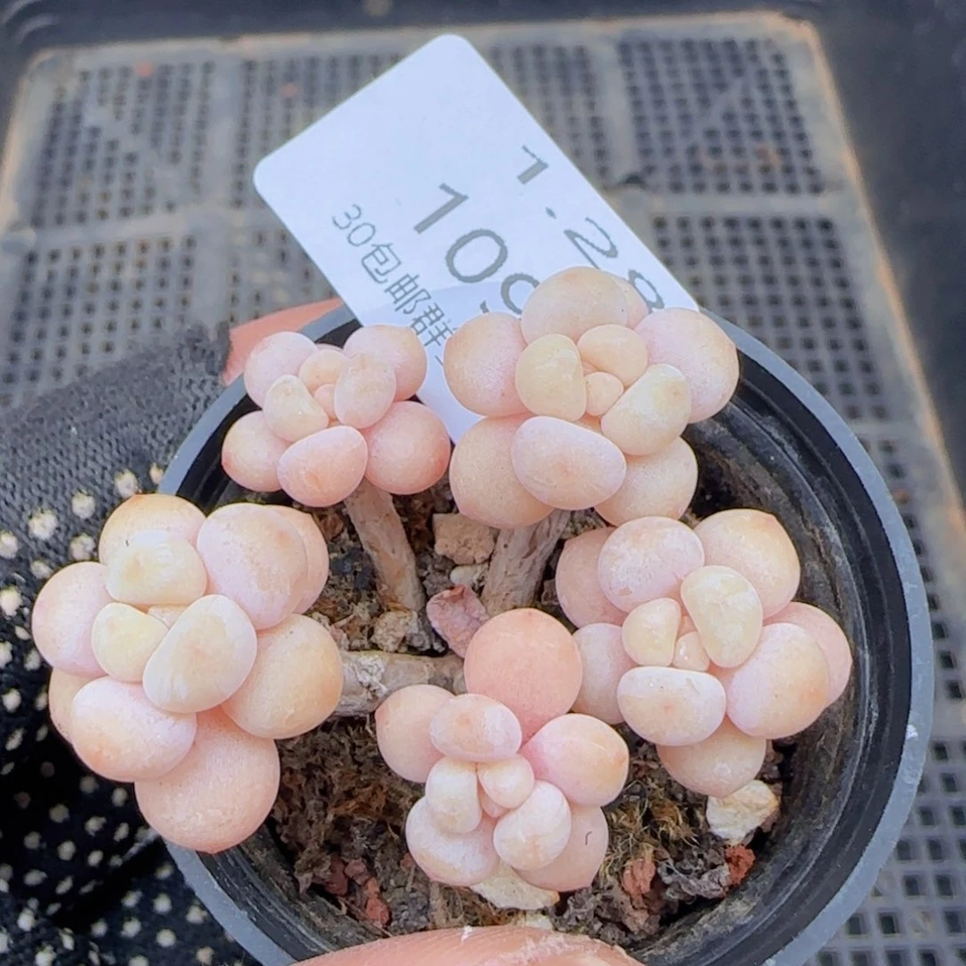 太妃糖群一颗脱土发货