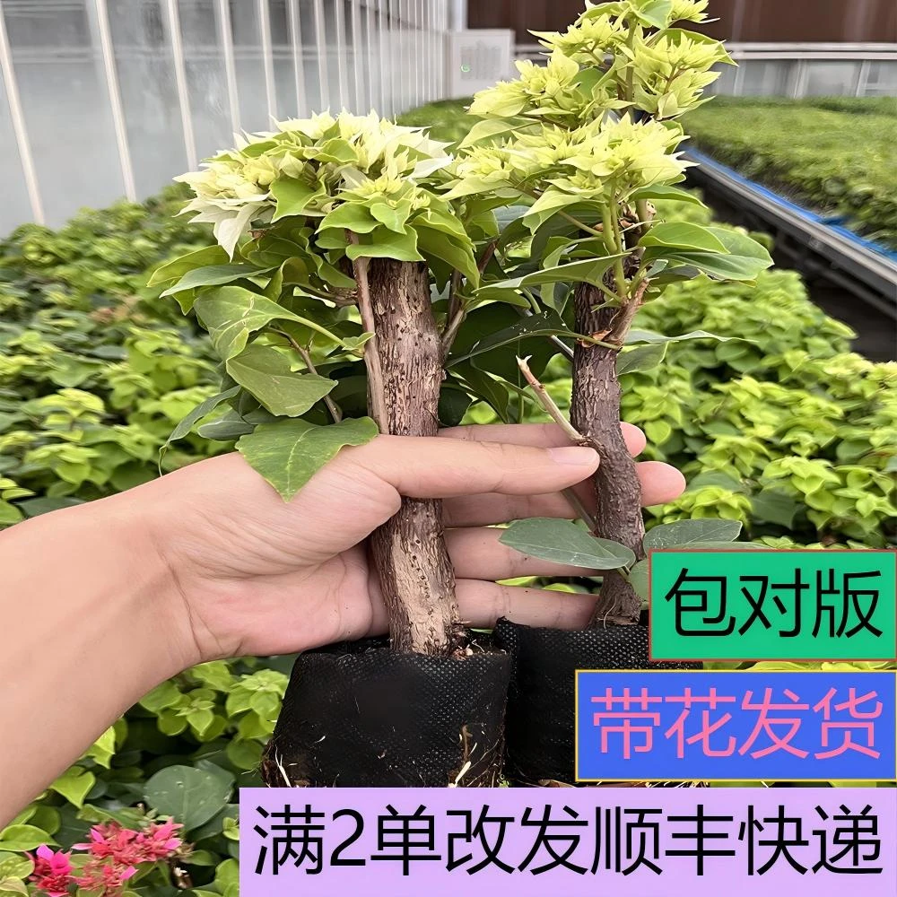 【重瓣怡景】【包售后一个月】【包对版】三角梅四季开花爬藤飘枝好养护