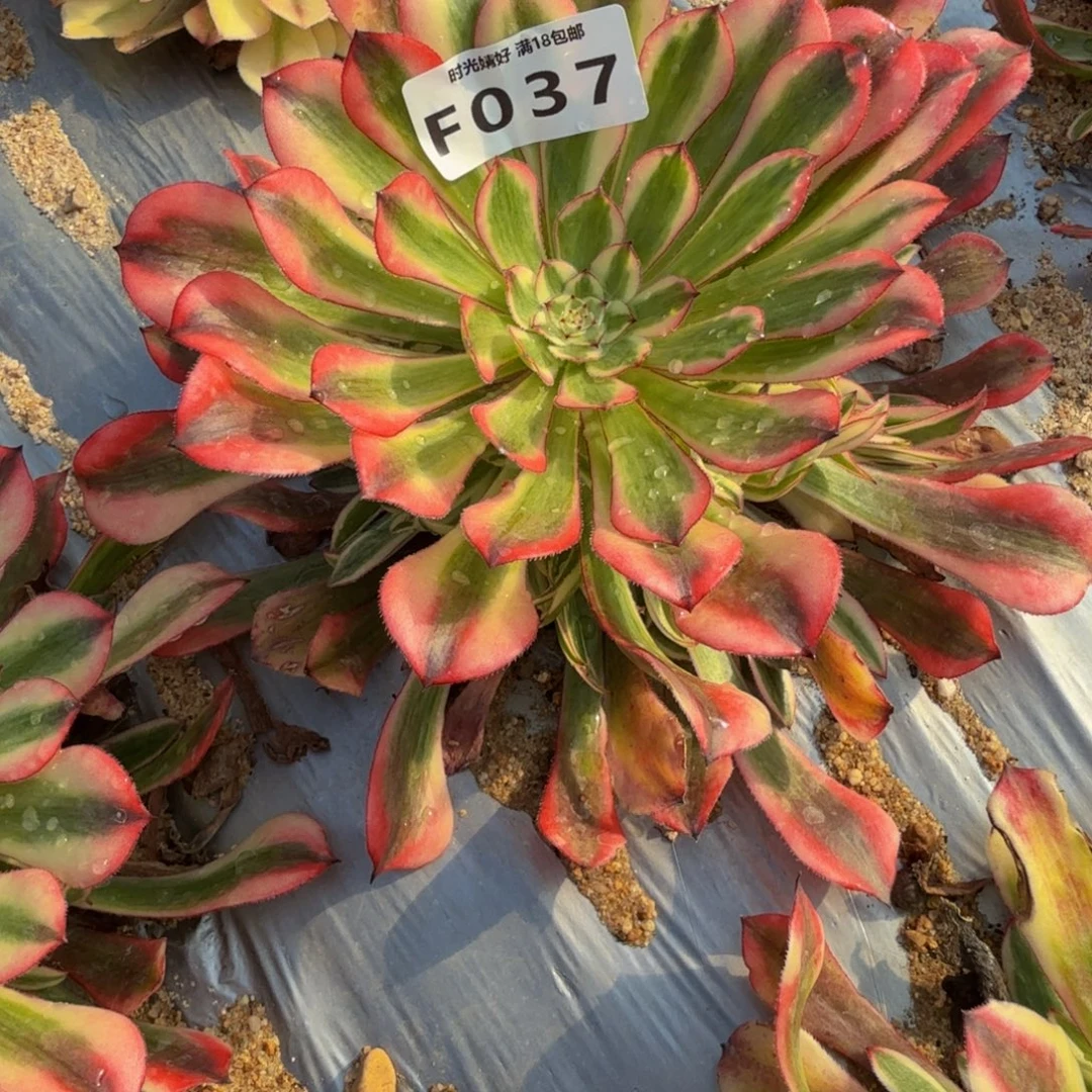 二***哈037粉铜到春。多肉植物