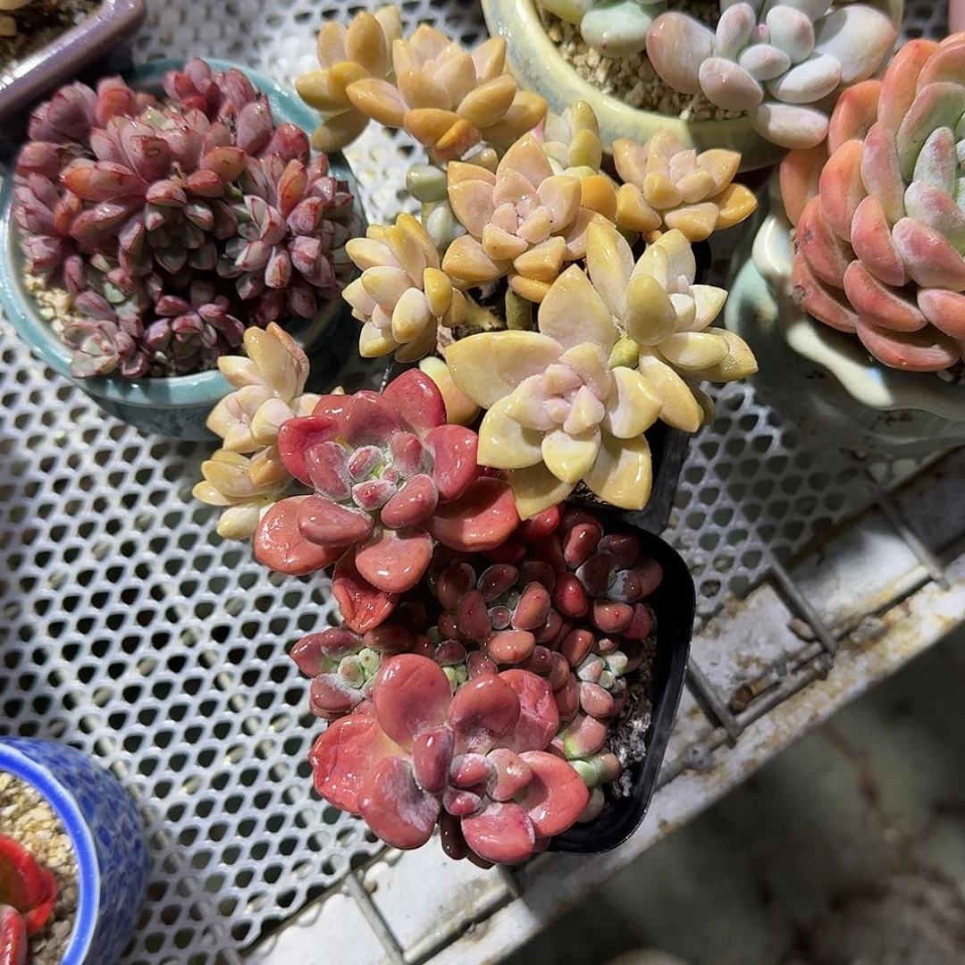 樱花淡雪➕红洛神多肉植物