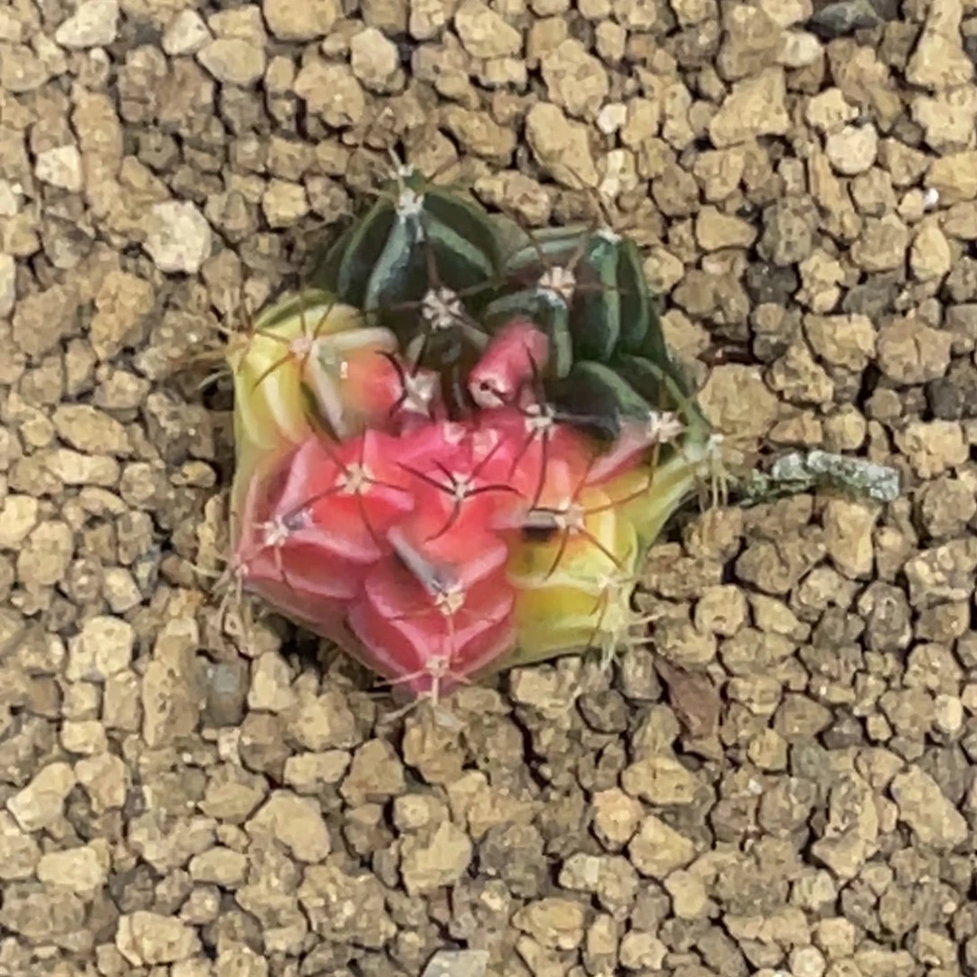 当前无花朵，栽培后可花朵日落，三色锦