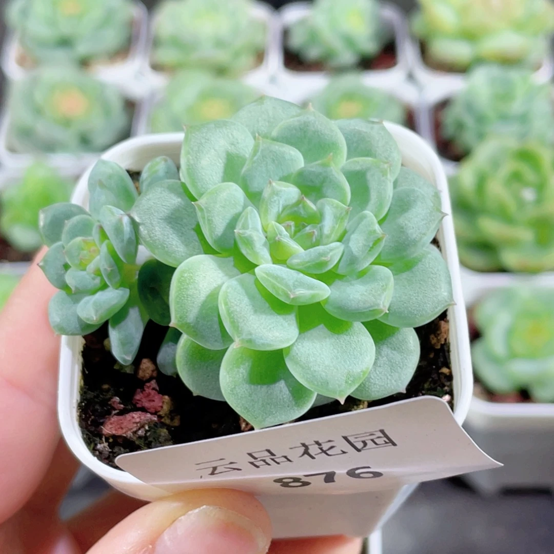 876号糖心冰心珍妮