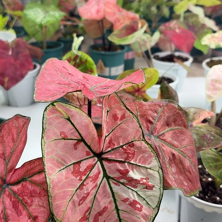 不开花植物呀哈哈
