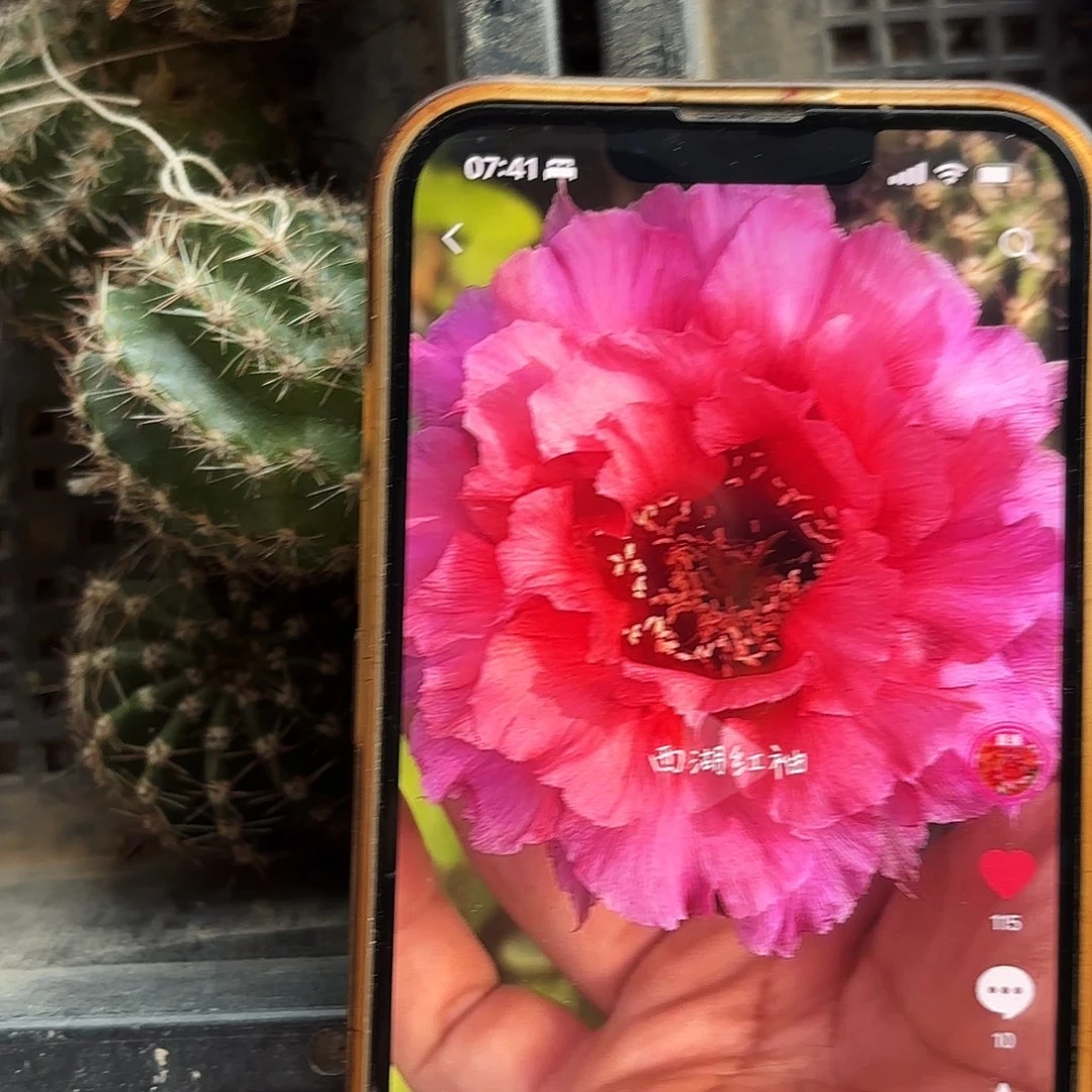 红袖彩侧牙20包邮27